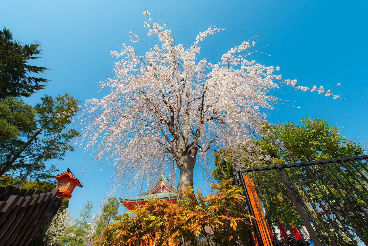 Sakura,  Tokyo,  Japonija,  Vyšnia,  Pavasaris,  Gėlė,  Žydi,  Medis,  Gamta,  Žiedas