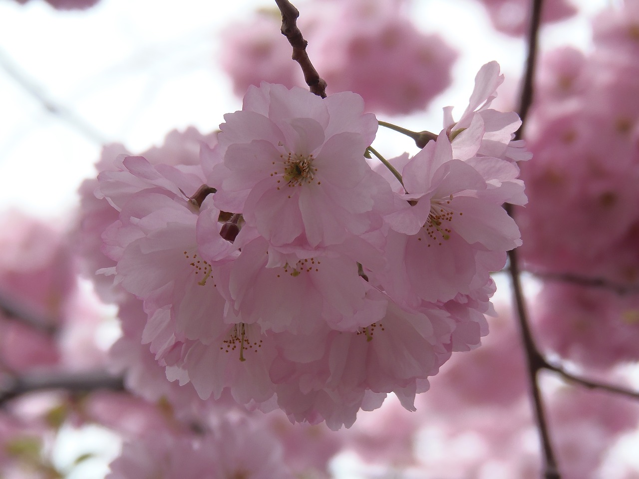 Sakura, Rožinis, Vyšnia, Žiedas, Pavasaris, Gamta, Gėlė, Sezonas, Žydėti, Žydi
