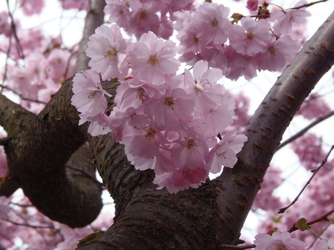 Sakura, Rožinis, Vyšnia, Žiedas, Pavasaris, Gamta, Gėlė, Sezonas, Žydėti, Žydi