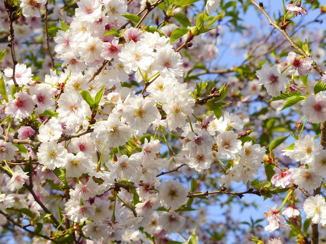 Sakura, Vyšnių Žiedas, Japonija, Kyoto, Balta, Gėlė, Asija, Kelionė, Tradicinis, Šventykla