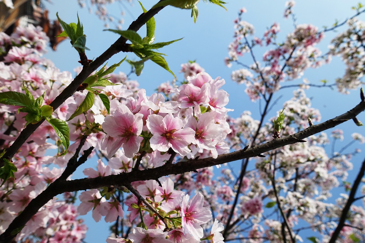 Sakura, Vyšnia, Gėlė, Kalnas, Vyšnių Žiedų, Augalas, Rožinis, Pavasaris, Natūralus, Xie