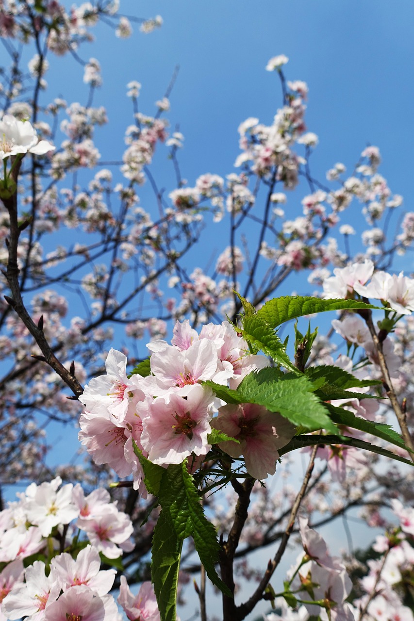 Sakura, Vyšnia, Gėlė, Kalnas, Vyšnių Žiedų, Augalas, Rožinis, Pavasaris, Natūralus, Xie