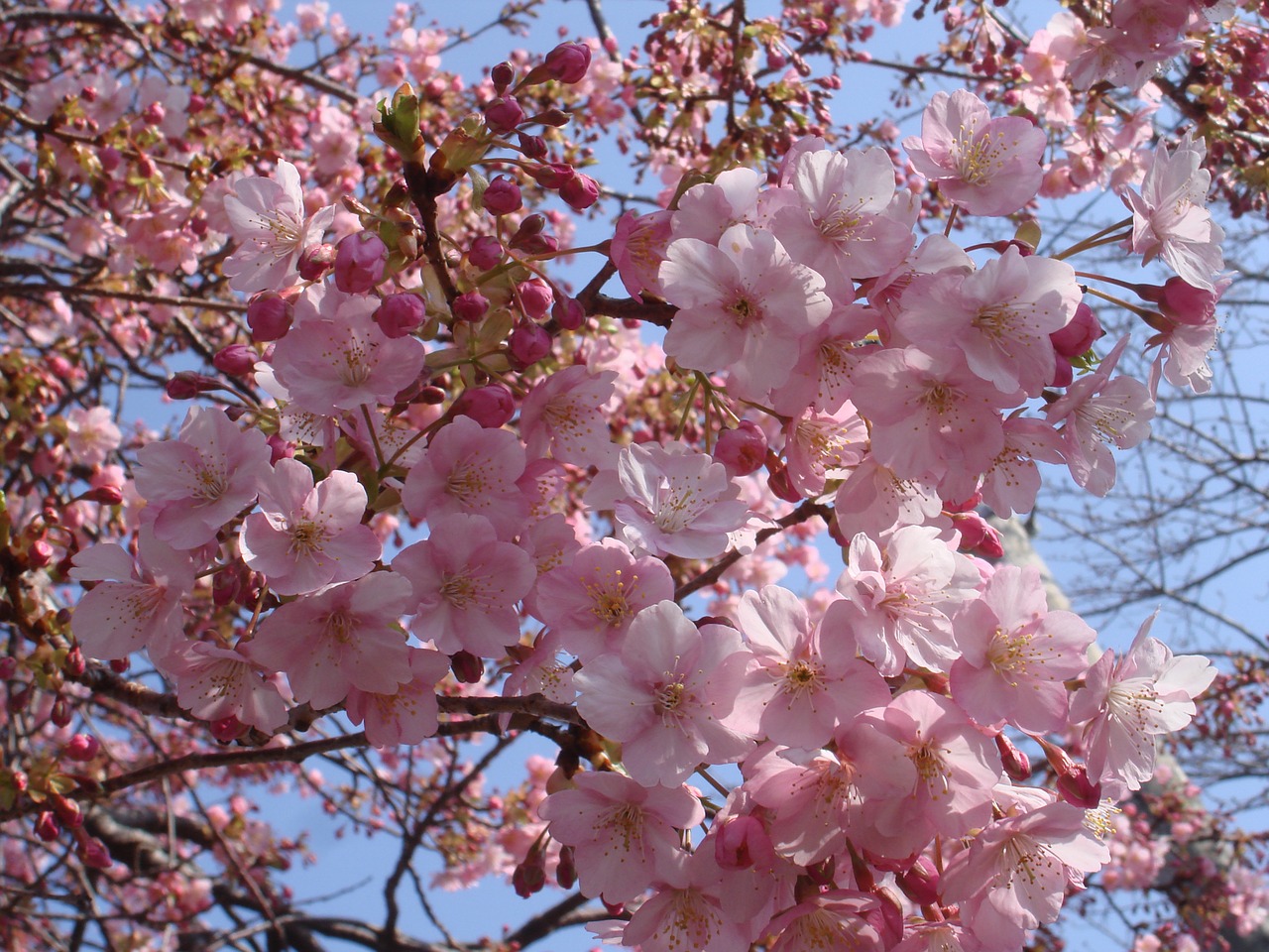 Sakura, Vyšnia, Japonija, Nemokamos Nuotraukos,  Nemokama Licenzija