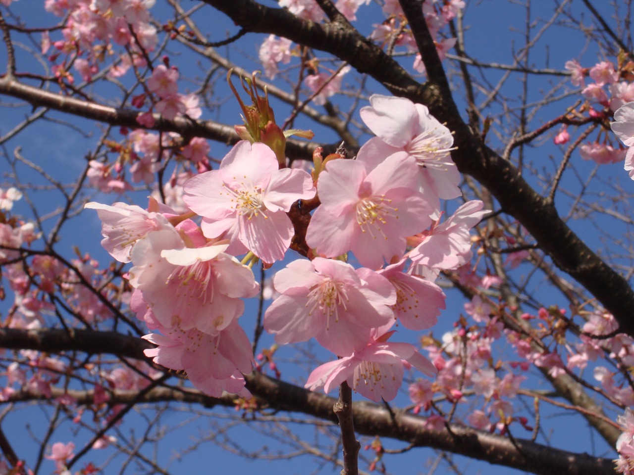 Sakura, Vyšnia, Japonija, Nemokamos Nuotraukos,  Nemokama Licenzija