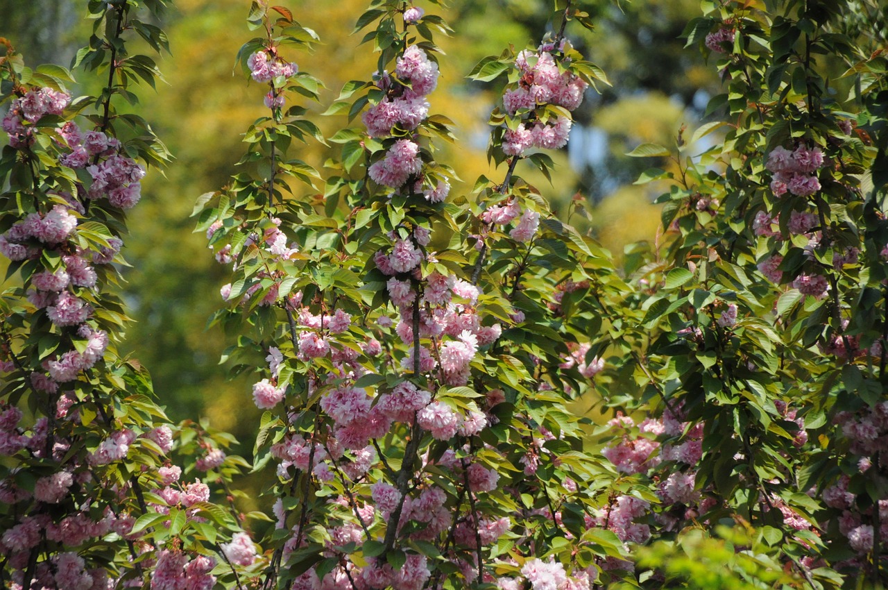 Sakura, Gėlė, Gamta, Žiedas, Vyšnia, Nemokamos Nuotraukos,  Nemokama Licenzija