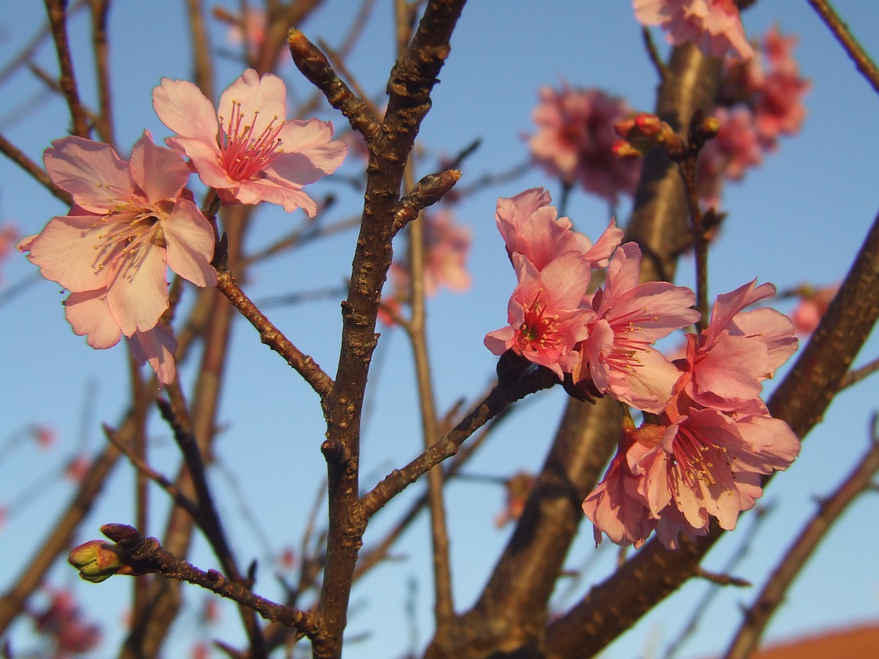 Sakura,  Vyšnia,  Medis,  Gėlė,  Gėlės, Nemokamos Nuotraukos,  Nemokama Licenzija