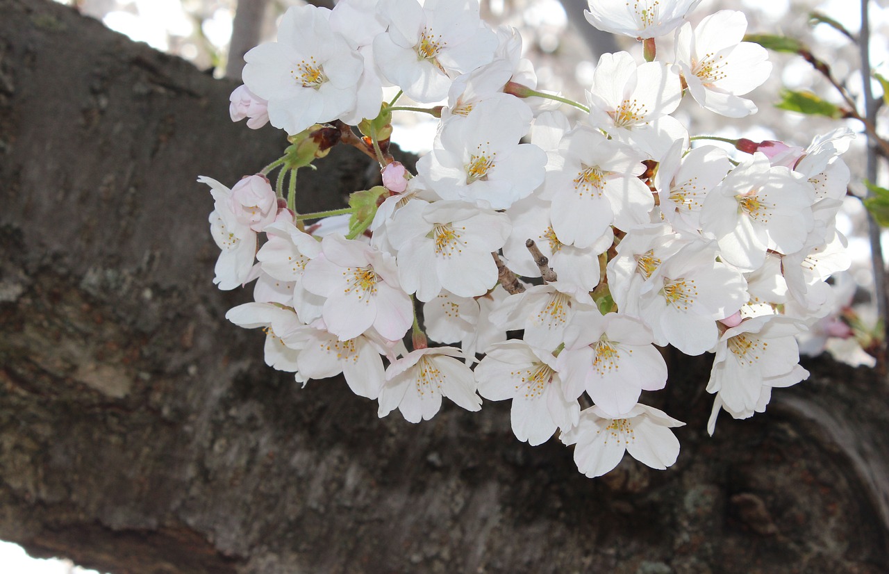 Sakura Vyšnios Žiedai, Pavasaris, Aukštas Parkas, Nemokamos Nuotraukos,  Nemokama Licenzija