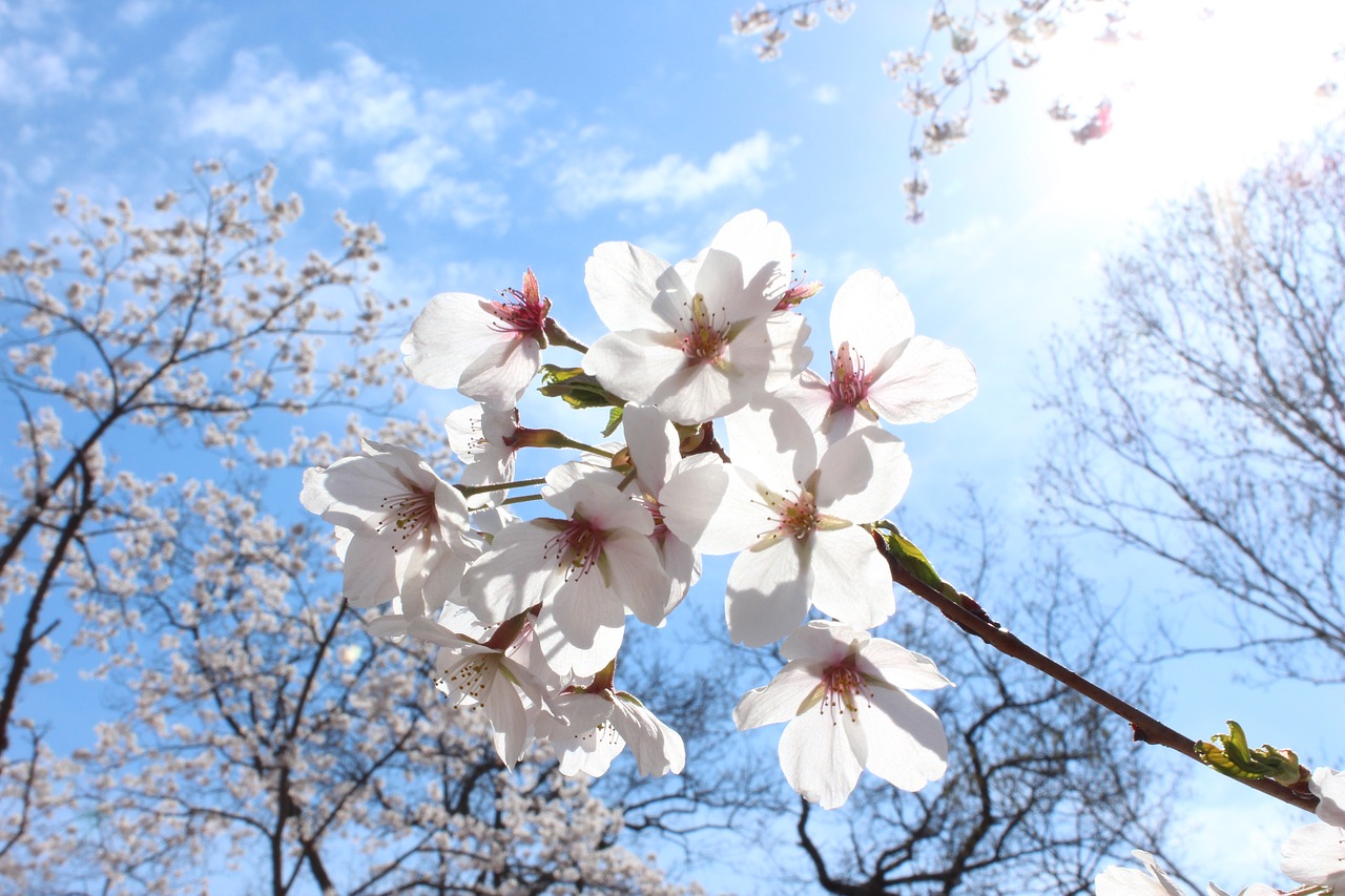 Sakura Vyšnios Žiedai, Pavasaris, Aukštas Parkas, Nemokamos Nuotraukos,  Nemokama Licenzija