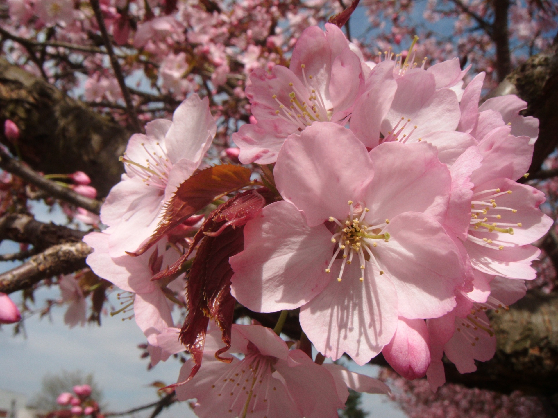 Sakura,  Rožinis,  Gėlės,  Pavasaris,  Medis,  Japonija,  Makro,  Sakura Gėlės, Nemokamos Nuotraukos,  Nemokama Licenzija