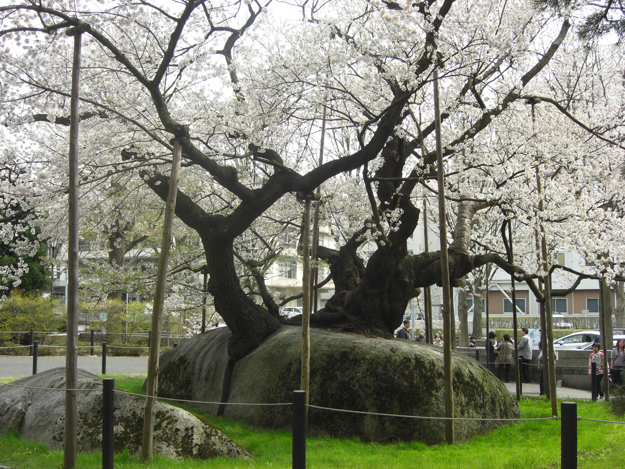 Sakura,  Vyšnios,  Tuoktis Juos,  Tohoku,  Japonija,  Morioka,  Deivė,  Sakura Japan, Nemokamos Nuotraukos,  Nemokama Licenzija