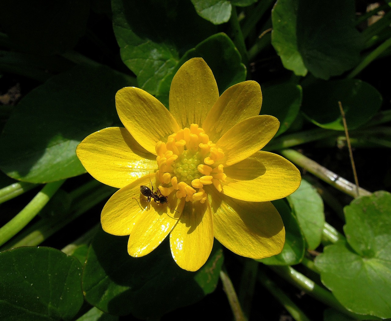 Salotų Buttercup, Ranunculus Ficaria, Gėlė, Geltona Gėlė, Geltona, Pavasario Gėlė, Augalas, Vabzdys, Ant, Nemokamos Nuotraukos