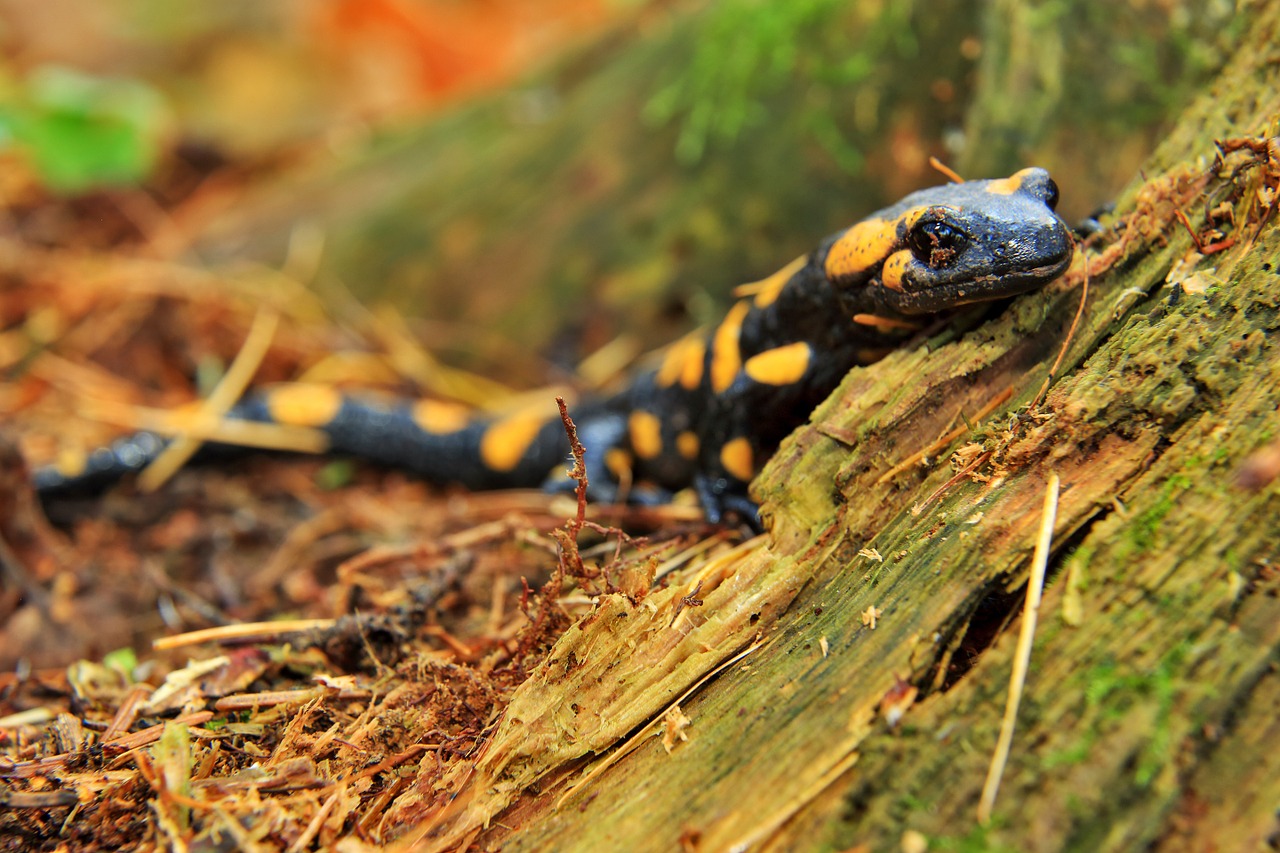 Salamandras, Gamta, Amfibija, Driežas, Gyvūnas, Fauna, Laukinis Gyvūnas, Nemokamos Nuotraukos,  Nemokama Licenzija