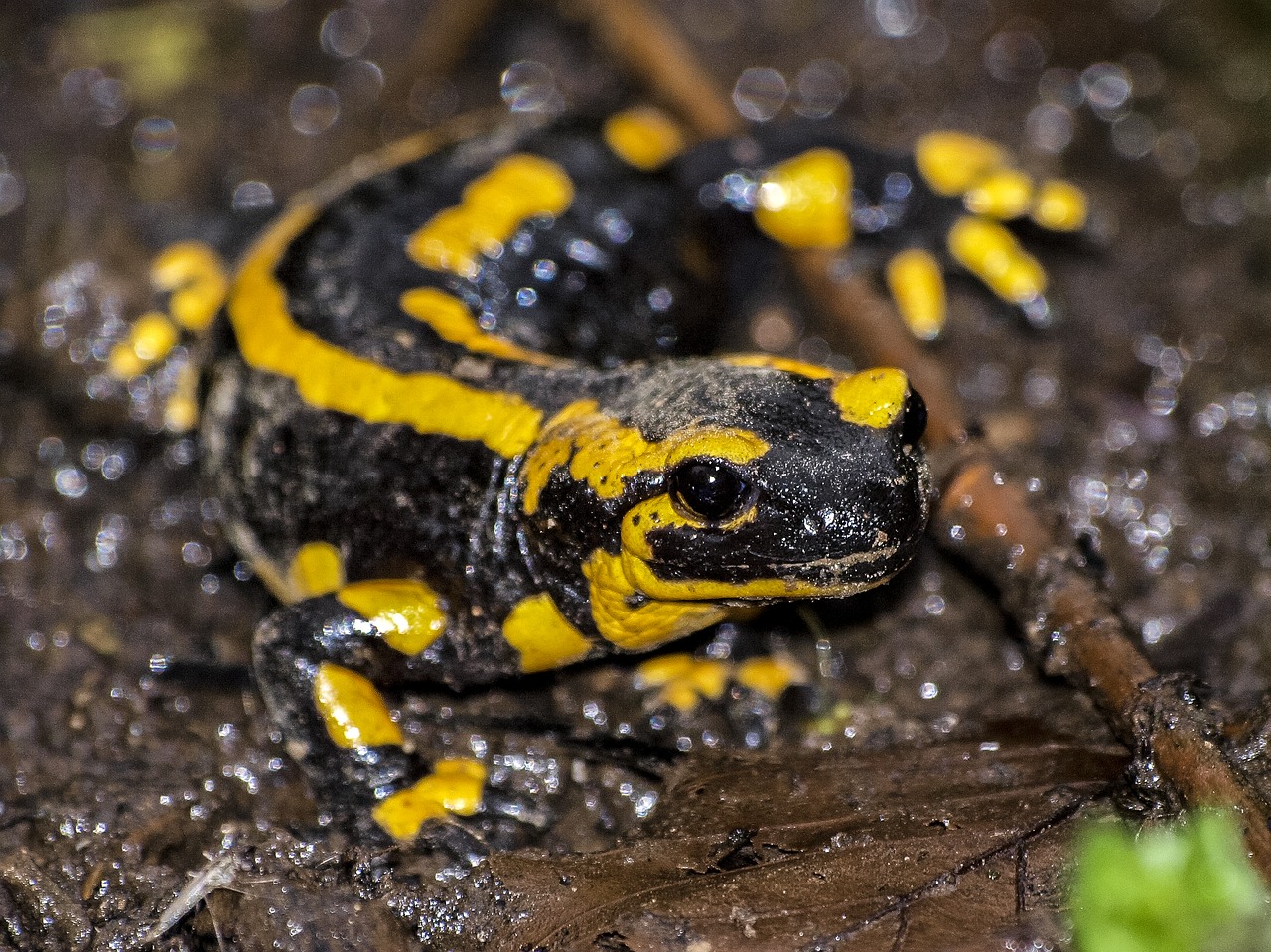 Salamandras, Gaisro Salamandras, Varliagyviai, Gamta, Gyvūnas, Nemokamos Nuotraukos,  Nemokama Licenzija