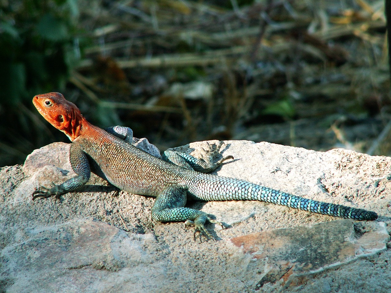 Salamandras, Afrika, Driežas, Ropliai, Rokas, Raudona, Mėlynas, Saulė, Tanzanija, Gamta