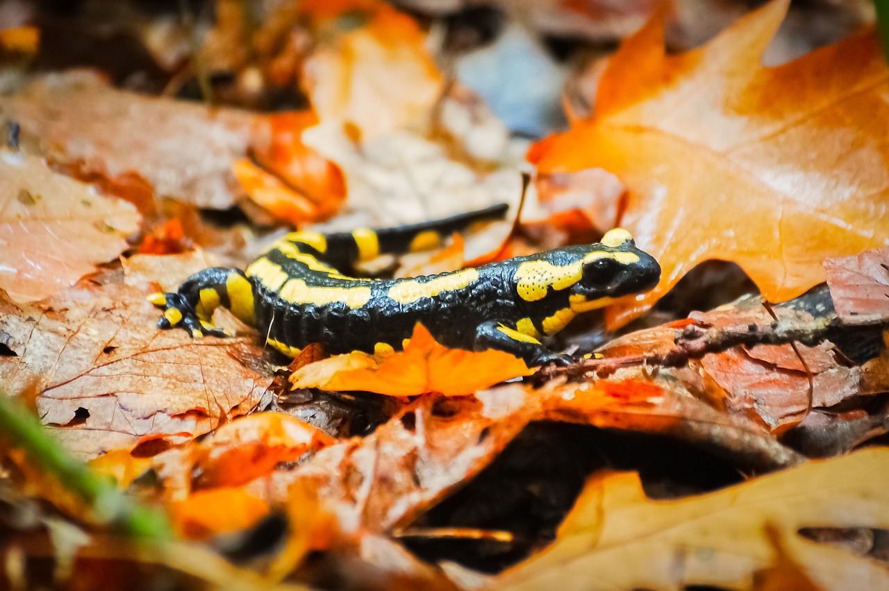 Salamandras, Miškas, Lapai, Rudens Kraštovaizdis, Pomidoras, Nemokamos Nuotraukos,  Nemokama Licenzija