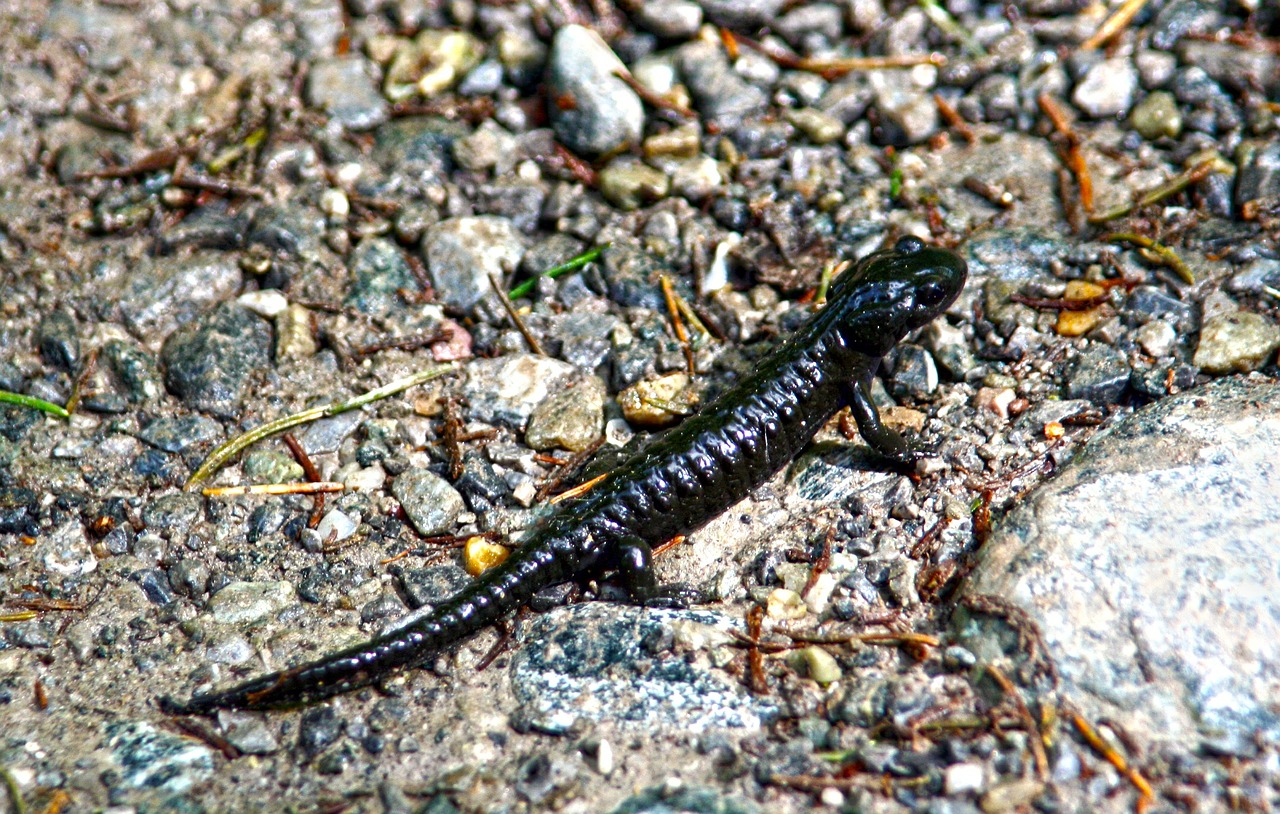 Salamandras, Alpių Salamandras, Juoda, Gamta, Gyvūnas, Gamtos Apsauga, Akmenukas, Akmenys, Nemokamos Nuotraukos,  Nemokama Licenzija