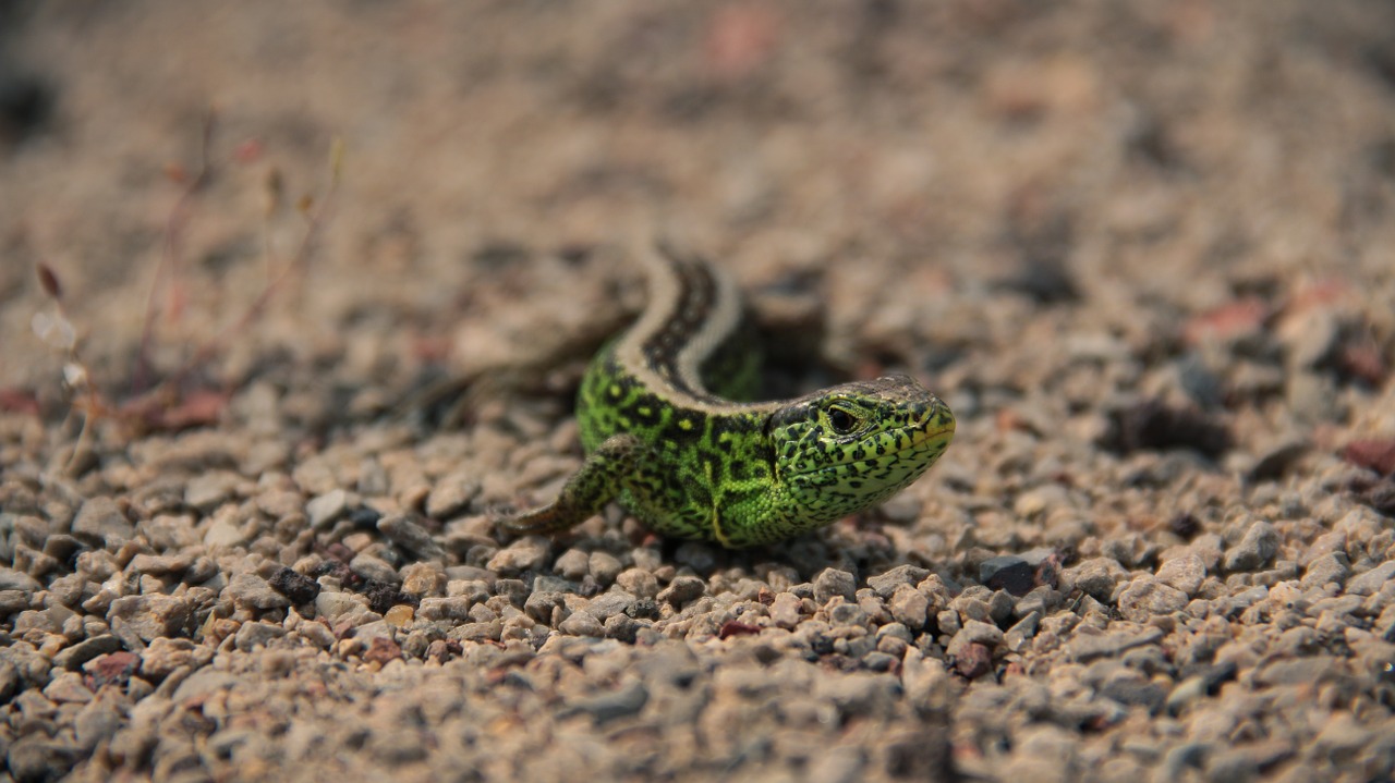 Salamandras,  Driežas,  Gyvūnas,  Gamta,  Ropliai, Nemokamos Nuotraukos,  Nemokama Licenzija