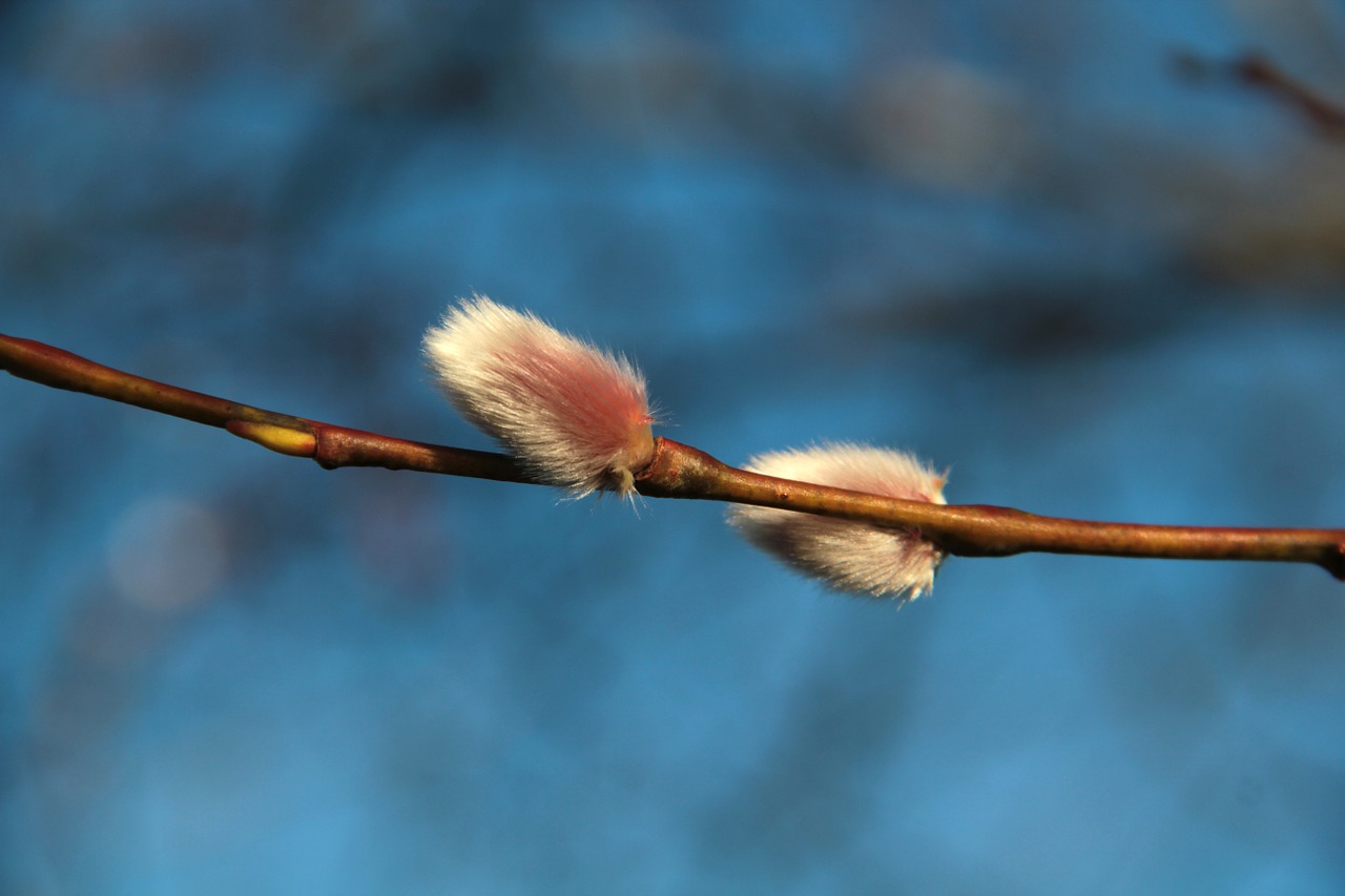 Saliksas, Salicaceae, Himmel, Dangaus Mėlynumo, Rožinis, Osier, Krūmas, Švedija, Gamta, Nemokamos Nuotraukos