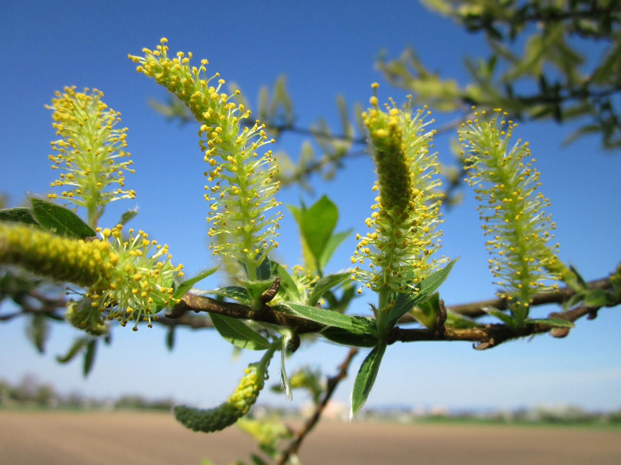 Salix Alba,  Balta Gluosnis,  Katkins,  Žydi,  Medis,  Krūmas,  Flora,  Botanika,  Rūšis,  Žiedynas