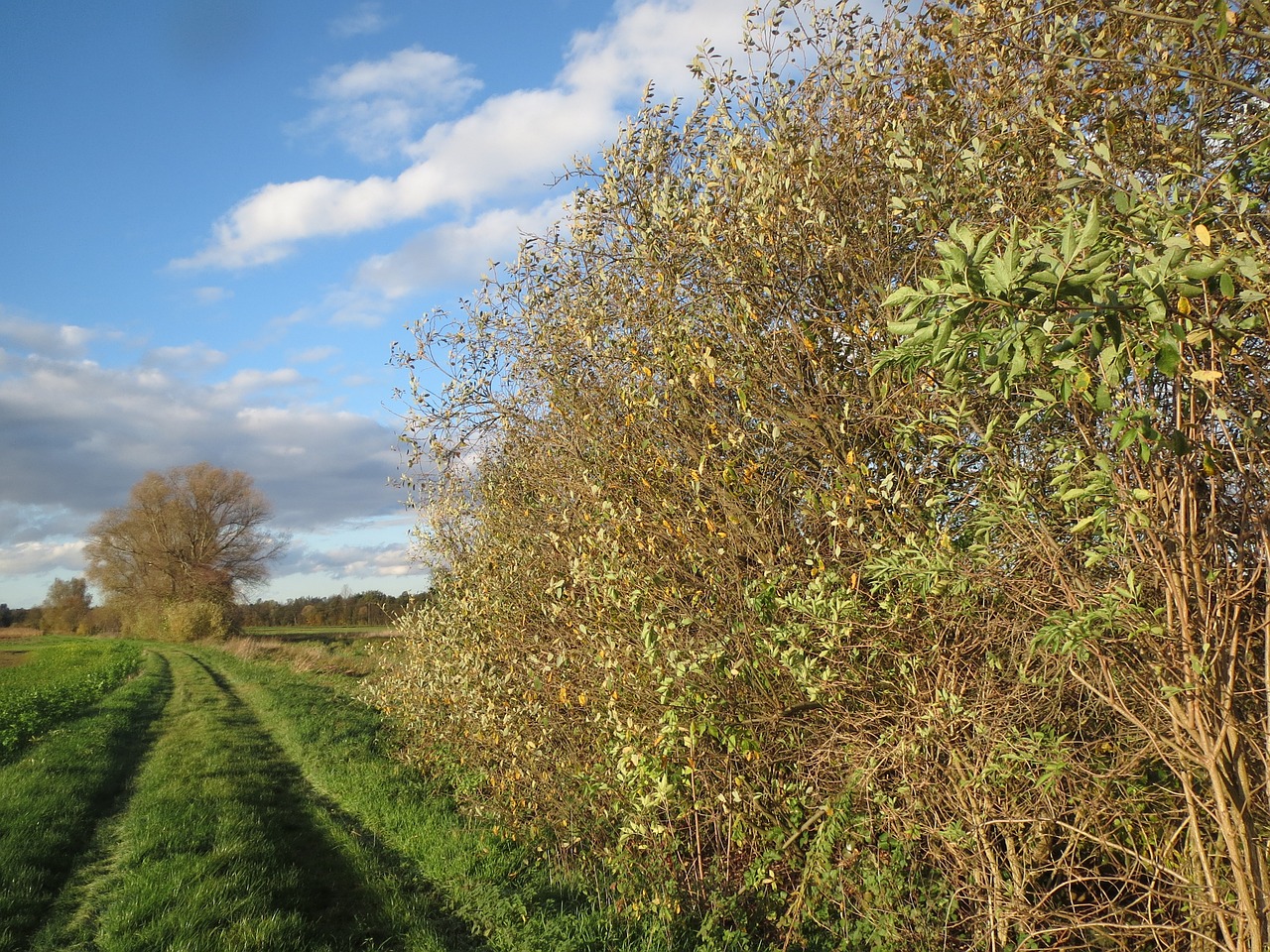 Salix Alba,  Balta Gluosnis,  Purvo Kelias,  Trasa,  Kraštovaizdis,  Flora,  Botanika,  Krūmai,  Apsidraudimas,  Laukas