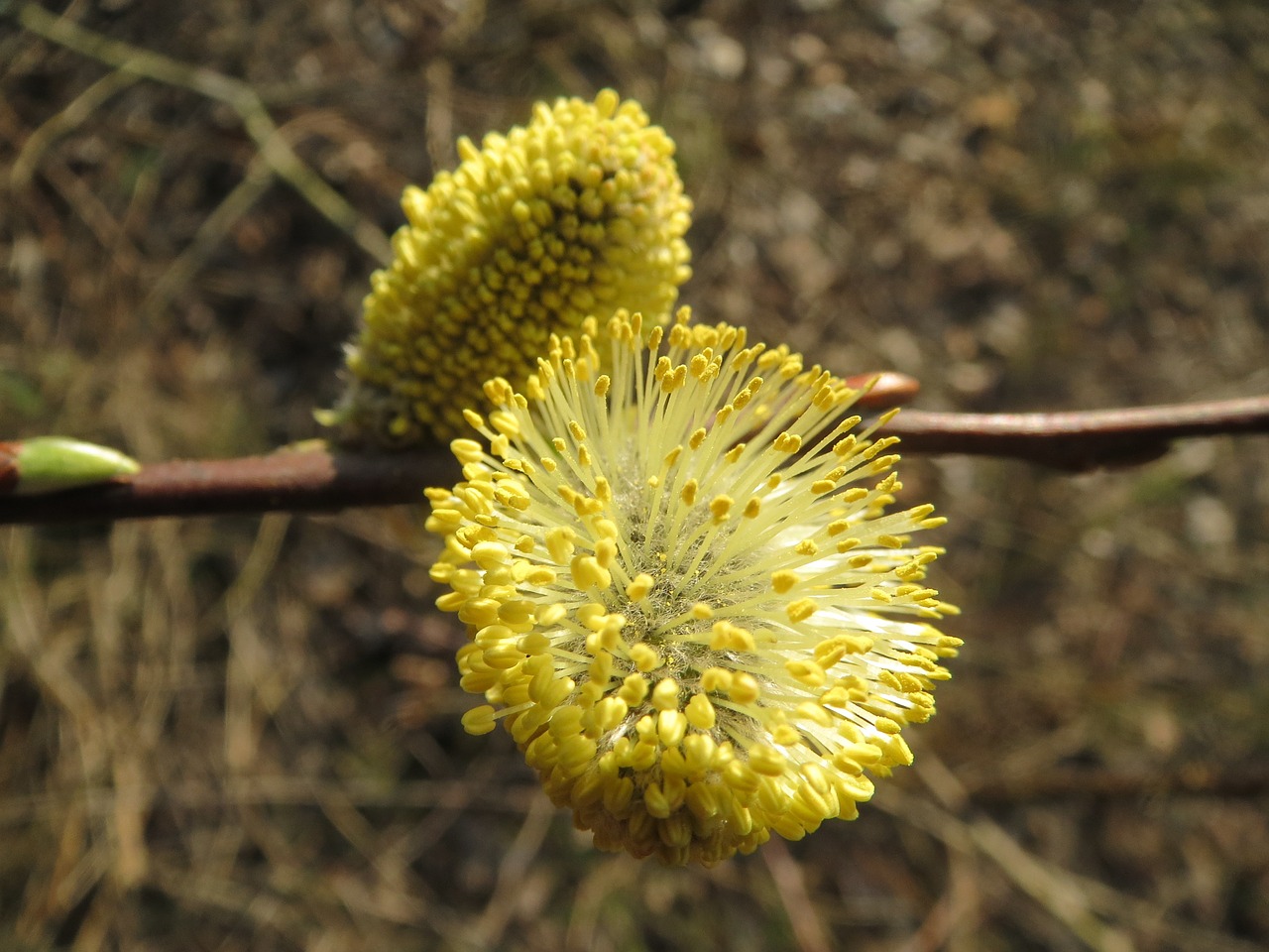 Salicijos Kaprizas, Ožkų Gluosnis, Pūlingas Gluosnis, Puikus Saldas, Katkins, Žiedynas, Makro, Flora, Botanika, Augalas