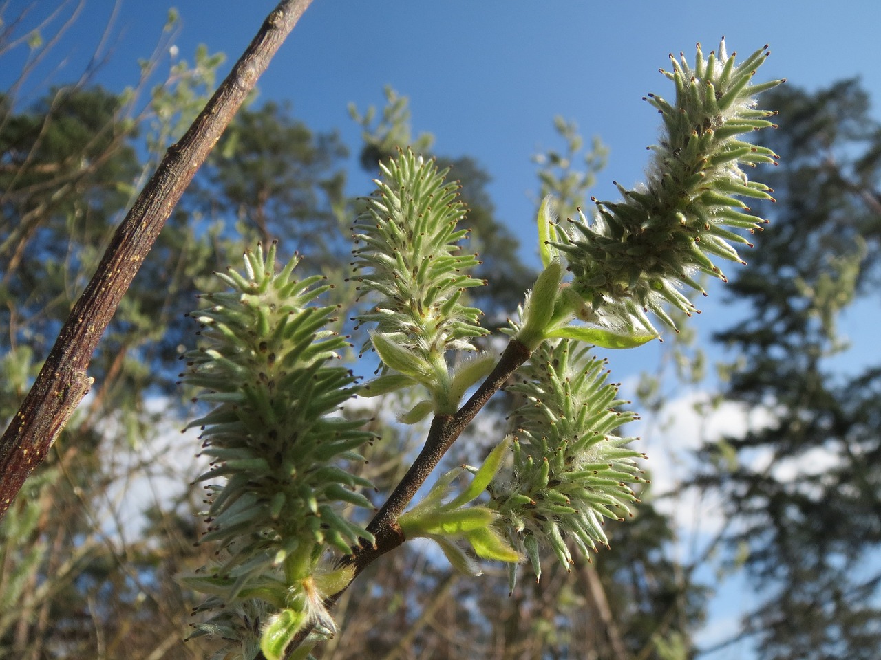 Salicijos Kaprizas, Ožkų Gluosnis, Pūlingas Gluosnis, Puikus Saldas, Katkins, Medis, Flora, Botanika, Augalas, Makro