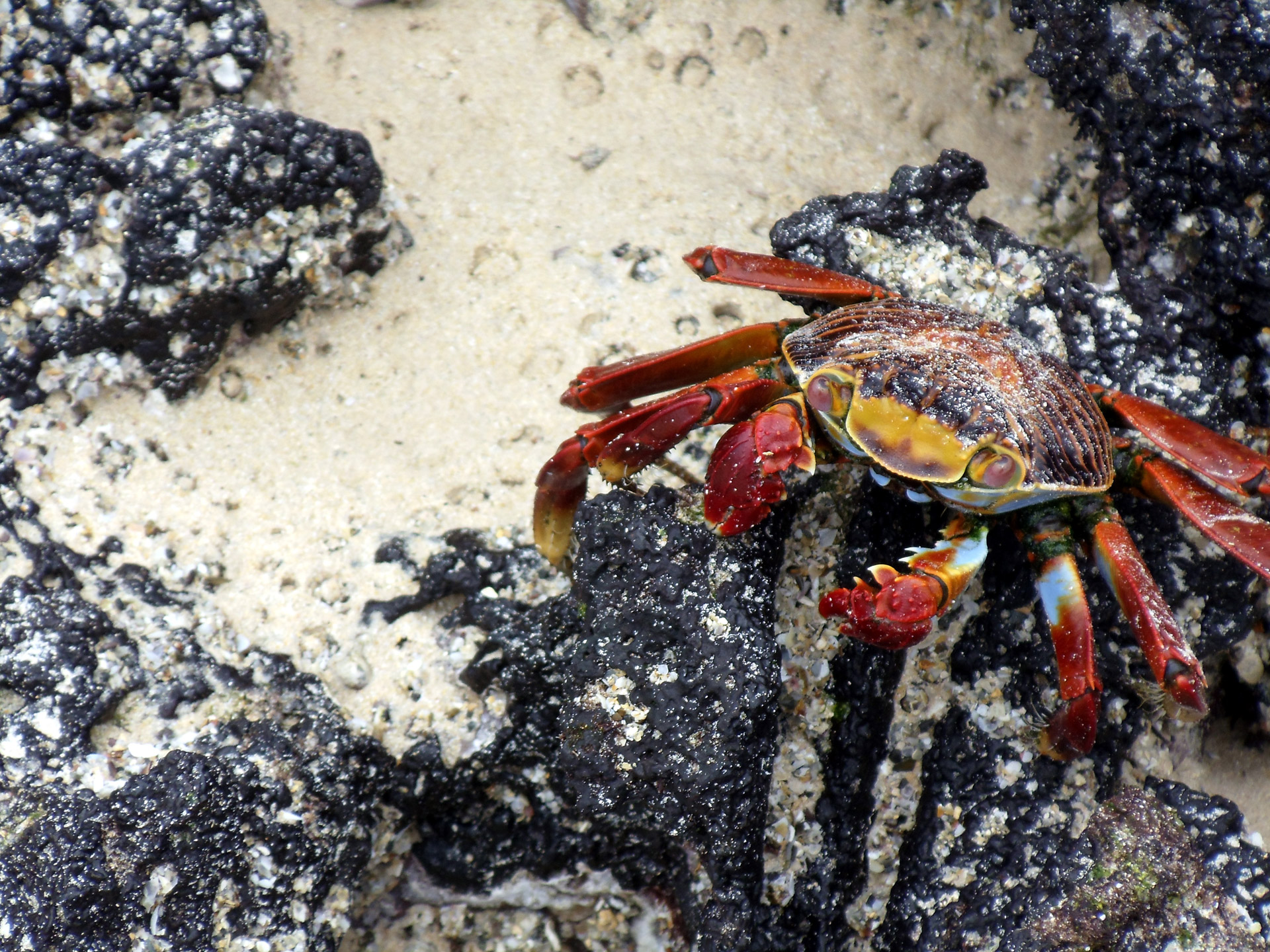 Krabas,  Vaivorykštė,  Spalvinga,  Akmenys,  Atogrąžų,  Galapagai,  Salos,  Ecuador,  Sally,  Lengvas Snukis