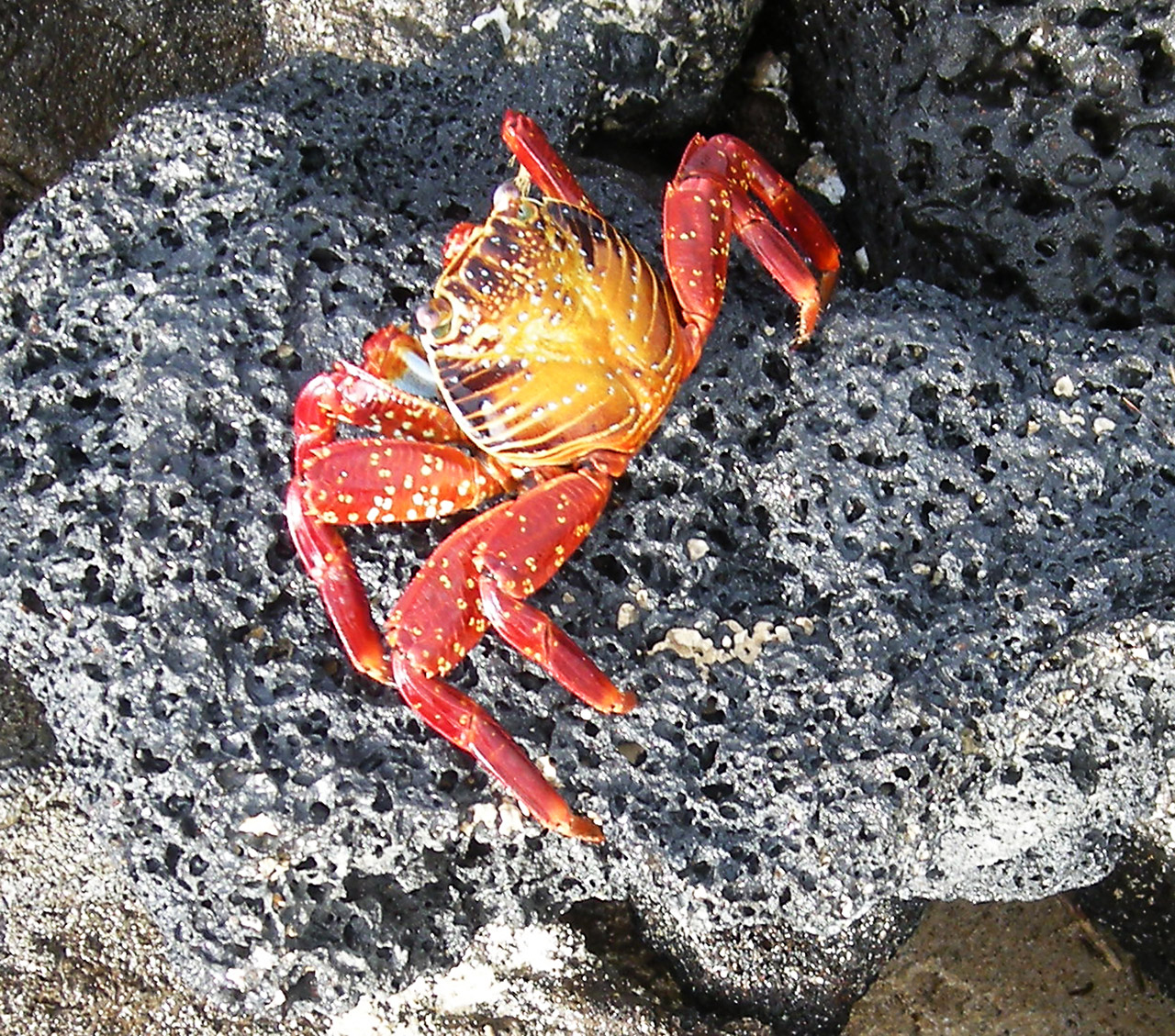 Krabai,  Jūrų,  Vanduo,  Akmenys,  Sala,  Galapagai,  Ecuador,  Ekvatorius,  Ramiojo Vandenyno Regionas,  Sally Lightfoot Krabai