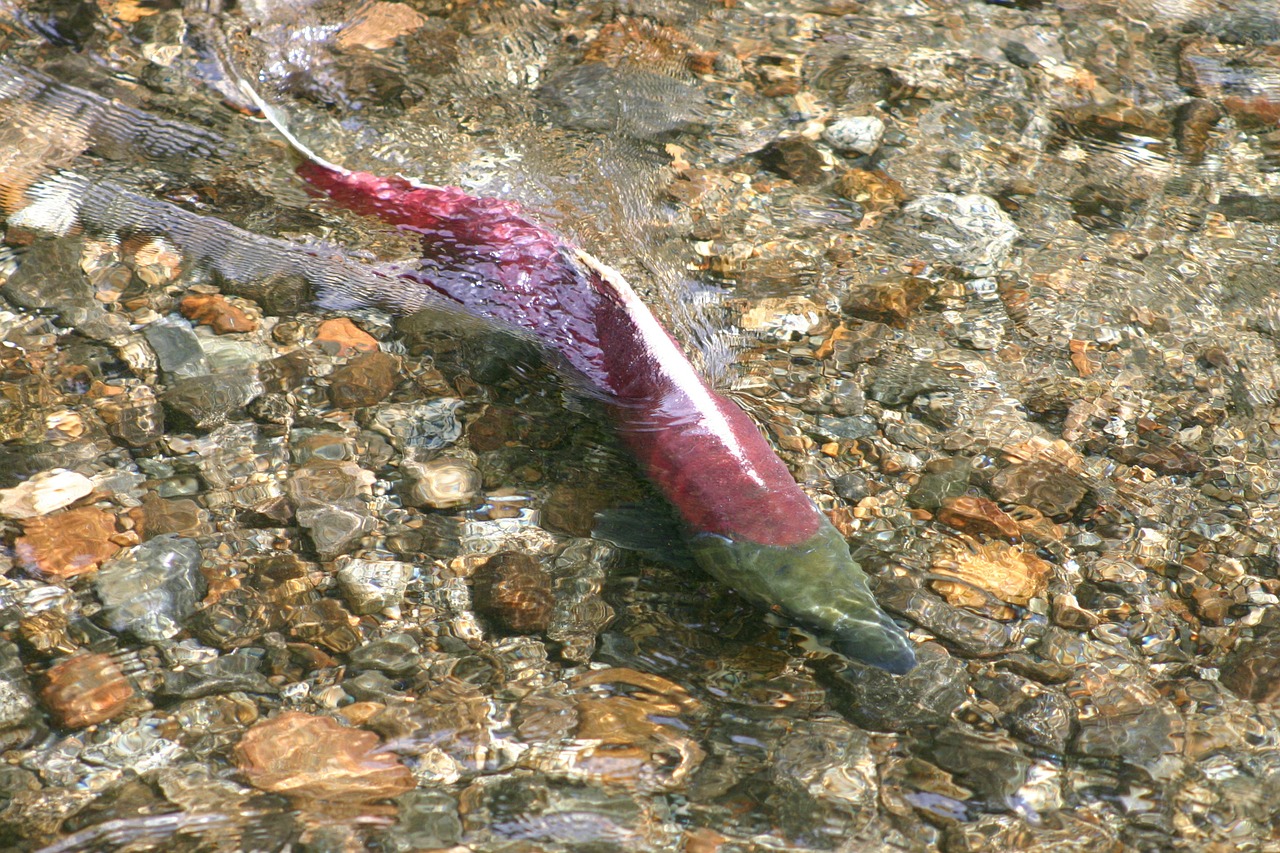 Lašiša, Žuvis, Alaska, Migracija, Maudytis, Jūros Gėrybės, Vakarienė, Šviežias, Sveikas, Jūra