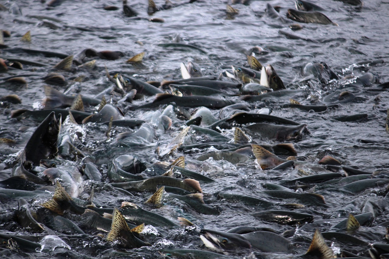 Lašiša, Žuvis, Lašišų Migracija, Valdez, Alaska, Nemokamos Nuotraukos,  Nemokama Licenzija