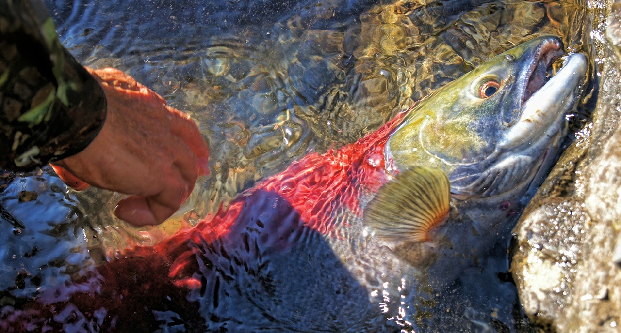 Lašiša, Upė, Žuvis, Žvejyba, Raudona, Sockeye, Gamta, Vanduo, Laukinė Gamta, Lauke