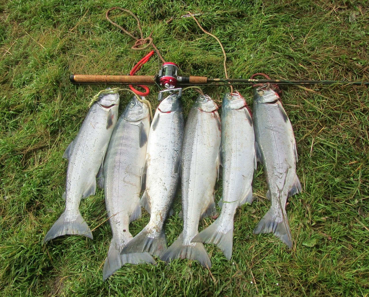 Lašiša, Sockeye, Žvejyba, Žvejai, Alaska, Žuvis, Maistas, Šviežias, Jūros Gėrybės, Maistas