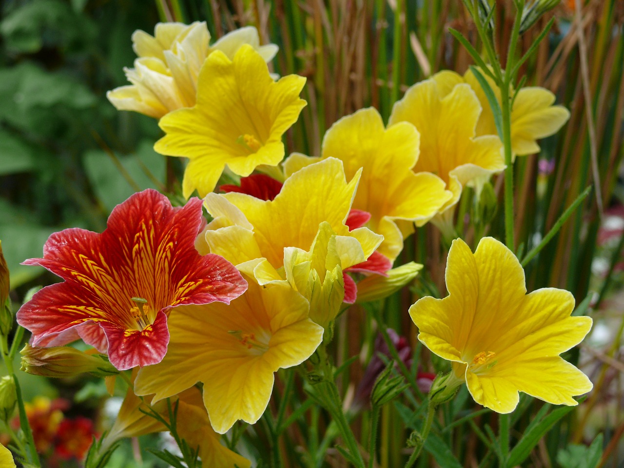 Salpiglossis, Geltona, Raudona, Gėlės, Gėlių, Žiedas, Flora, Augalas, Nemokamos Nuotraukos,  Nemokama Licenzija