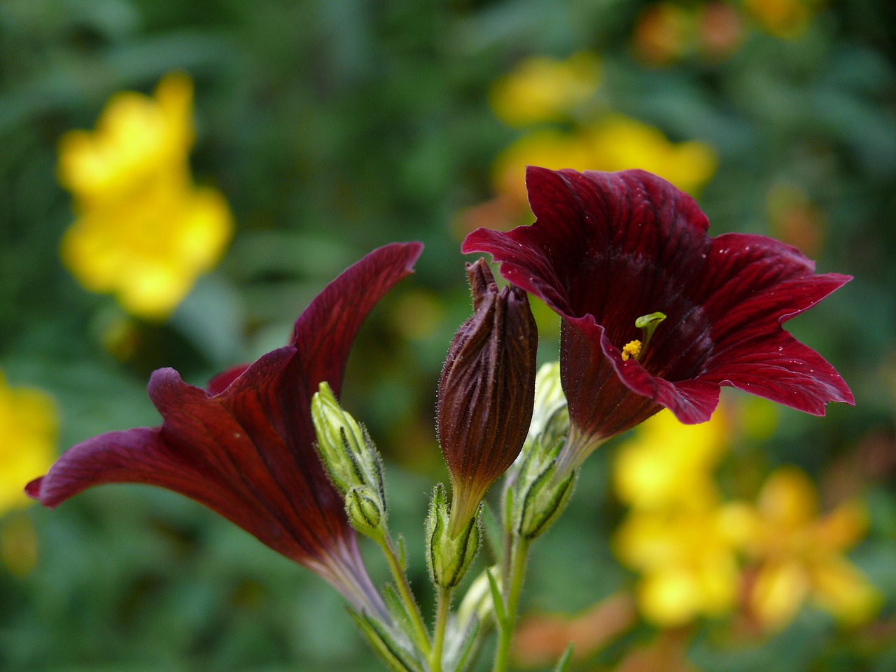 Salpiglossis, Tamsiai Raudona, Gėlė, Vasara, Metinis, Žiedlapis, Flora, Žiedas, Nemokamos Nuotraukos,  Nemokama Licenzija