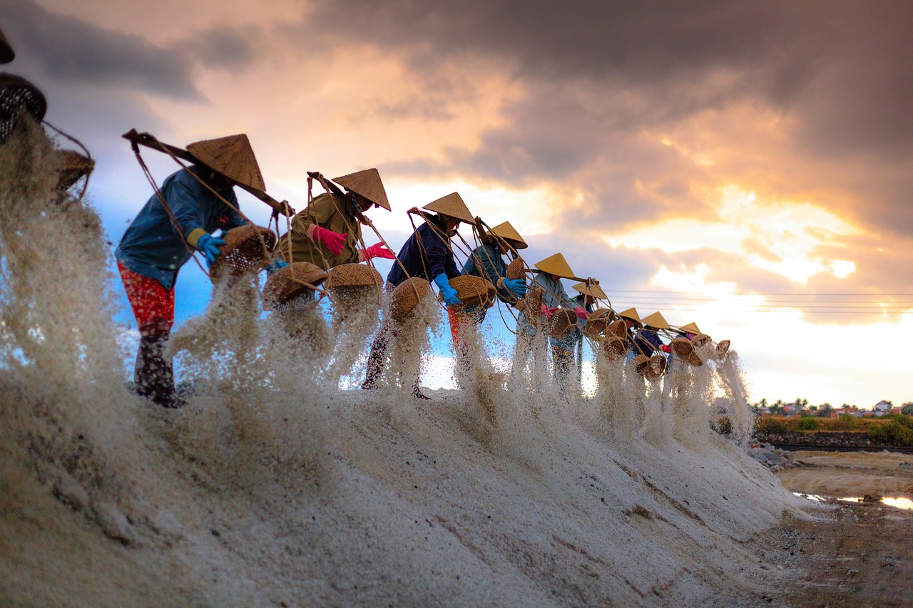 Druska,  Dūmų,  Vietnamas,  Laukas,  Khanh Hoa,  Provincija,  Dawn,  Ūkis,  Niačangas,  Žmonių