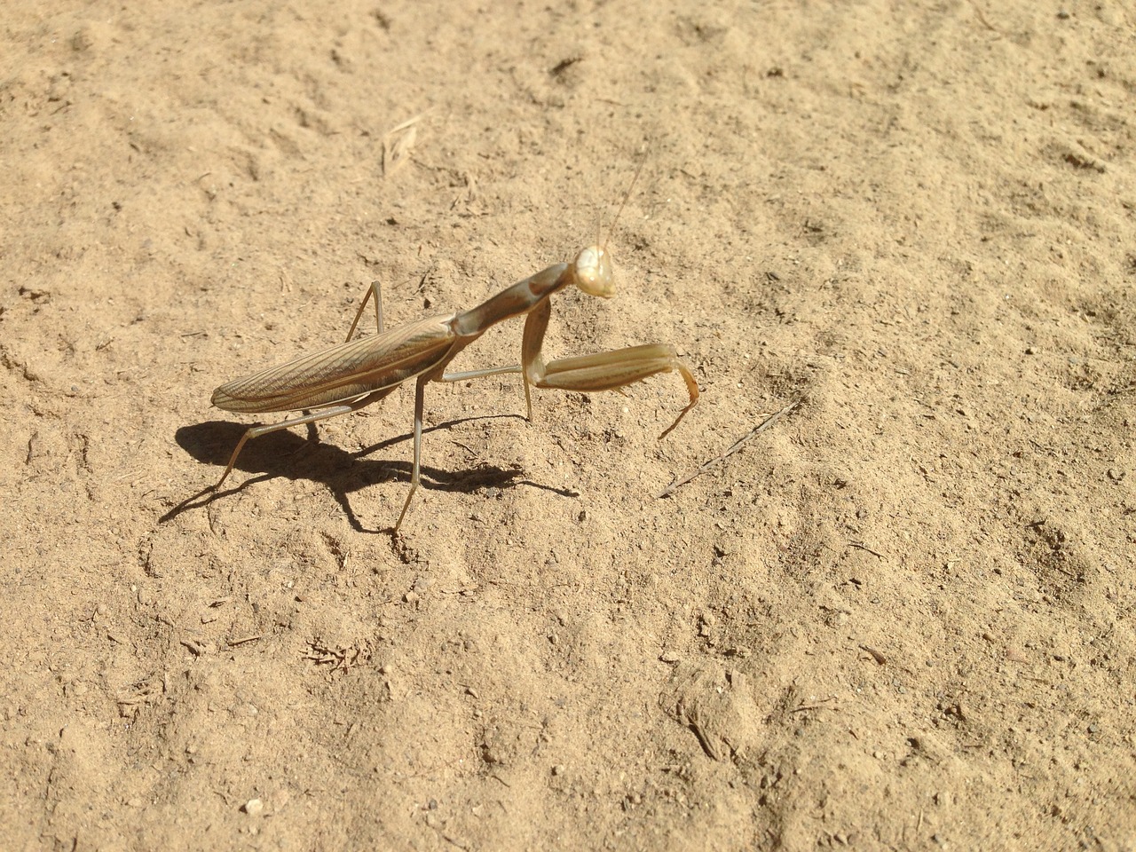 Druskos Rūgštis, Insekto, Žiogas, Nemokamos Nuotraukos,  Nemokama Licenzija