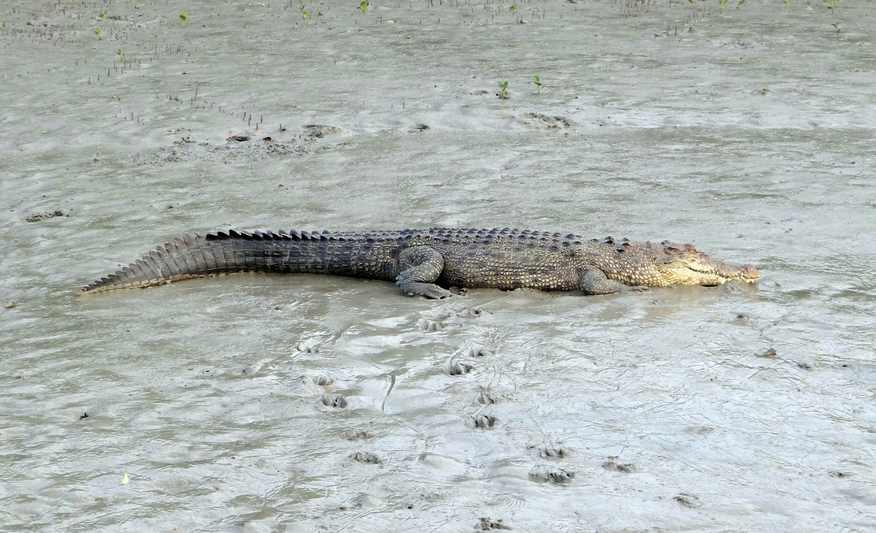 Sūrinis Krokodilas, Crocodylus Porosus, Estuarija, Indijos Ramiojo Vandenyno Krokodilas, Jūrų, Jūrų Krokodilas, Gyvūnas, Mėsėdis, Sundarbans, Pelkė