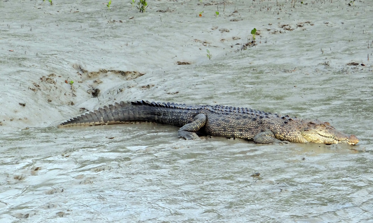 Sūrinis Krokodilas, Crocodylus Porosus, Estuarija, Indijos Ramiojo Vandenyno Krokodilas, Jūrų, Jūrų Krokodilas, Gyvūnas, Mėsėdis, Sundarbans, Pelkė