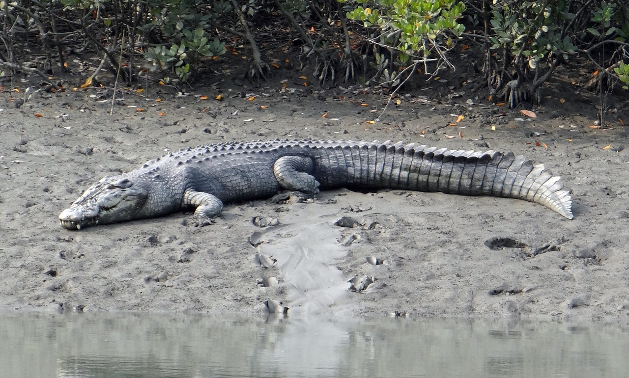 Sūrinis Krokodilas, Crocodylus Porosus, Estuarija, Indijos Ramiojo Vandenyno Krokodilas, Jūrų, Jūrų Krokodilas, Gyvūnas, Mėsėdis, Sundarbans, Pelkė