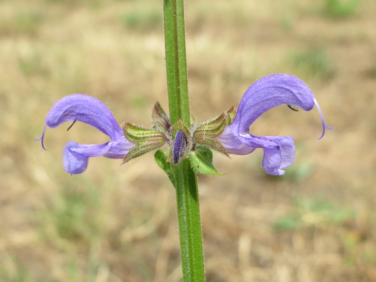 Salvia Pratensis, Pievio Karnavalas, Pieva Šalavijas, Wildflower, Flora, Botanika, Žiedas, Makro, Augalas, Nemokamos Nuotraukos