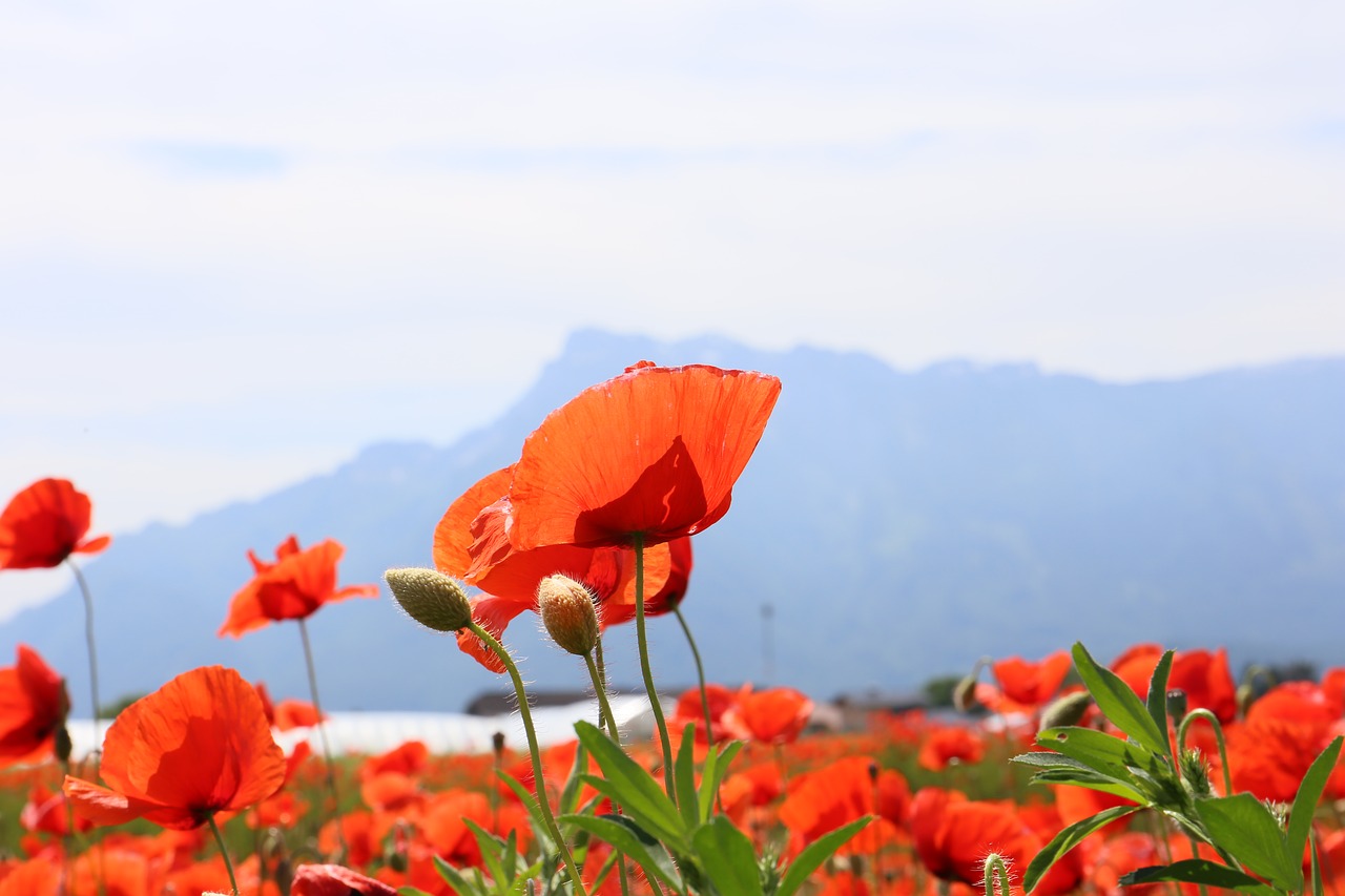 Aguona, Unterbergas, Austria, Nemokamos Nuotraukos,  Nemokama Licenzija