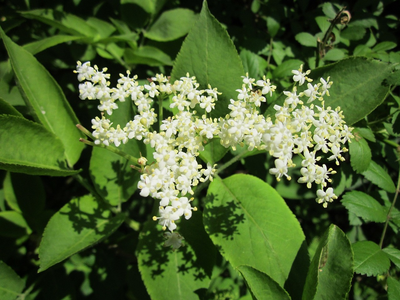 Sambucus Nigra,  Vyresnysis,  Eglutė,  Juodas Senis,  Europietis Vyresnis,  Europinis Vėžiagyvis,  Europietiška Juoda Eglutė,  Medis,  Krūmas,  Flora