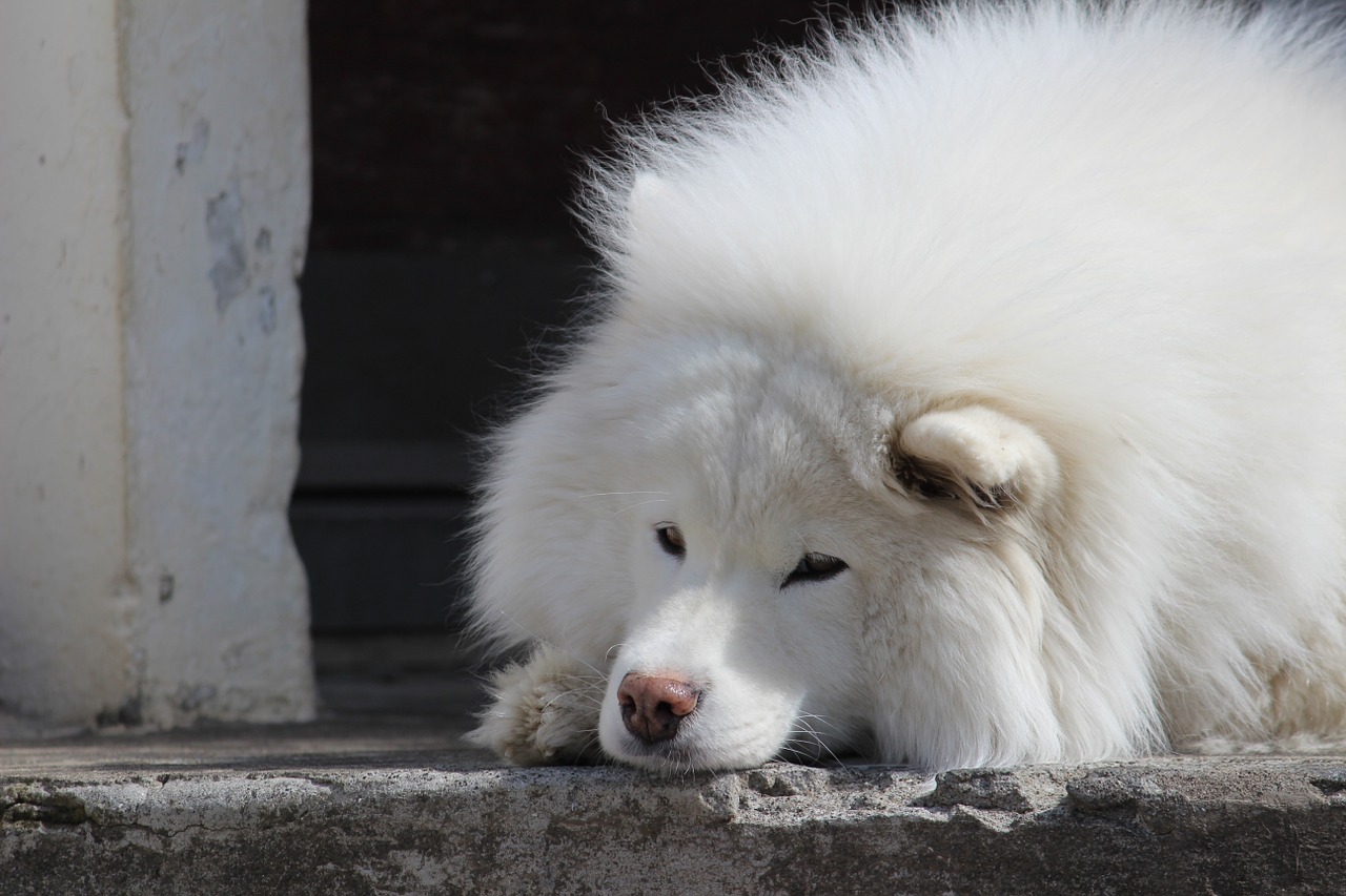 Samojedas, Šuo, Šunys, Naminis Gyvūnėlis, Gyvūnas, Balta, Šunys, Purus, Kilmės, Vienišas