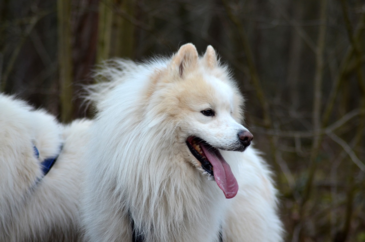 Samojedas,  Šuo,  Augintinė,  Baltos Spalvos,  Šuniškas Stiliaus,  Lenktynės,  Grynaveislis,  Sniego Šuo,  Šunų Kinkinių, Nemokamos Nuotraukos