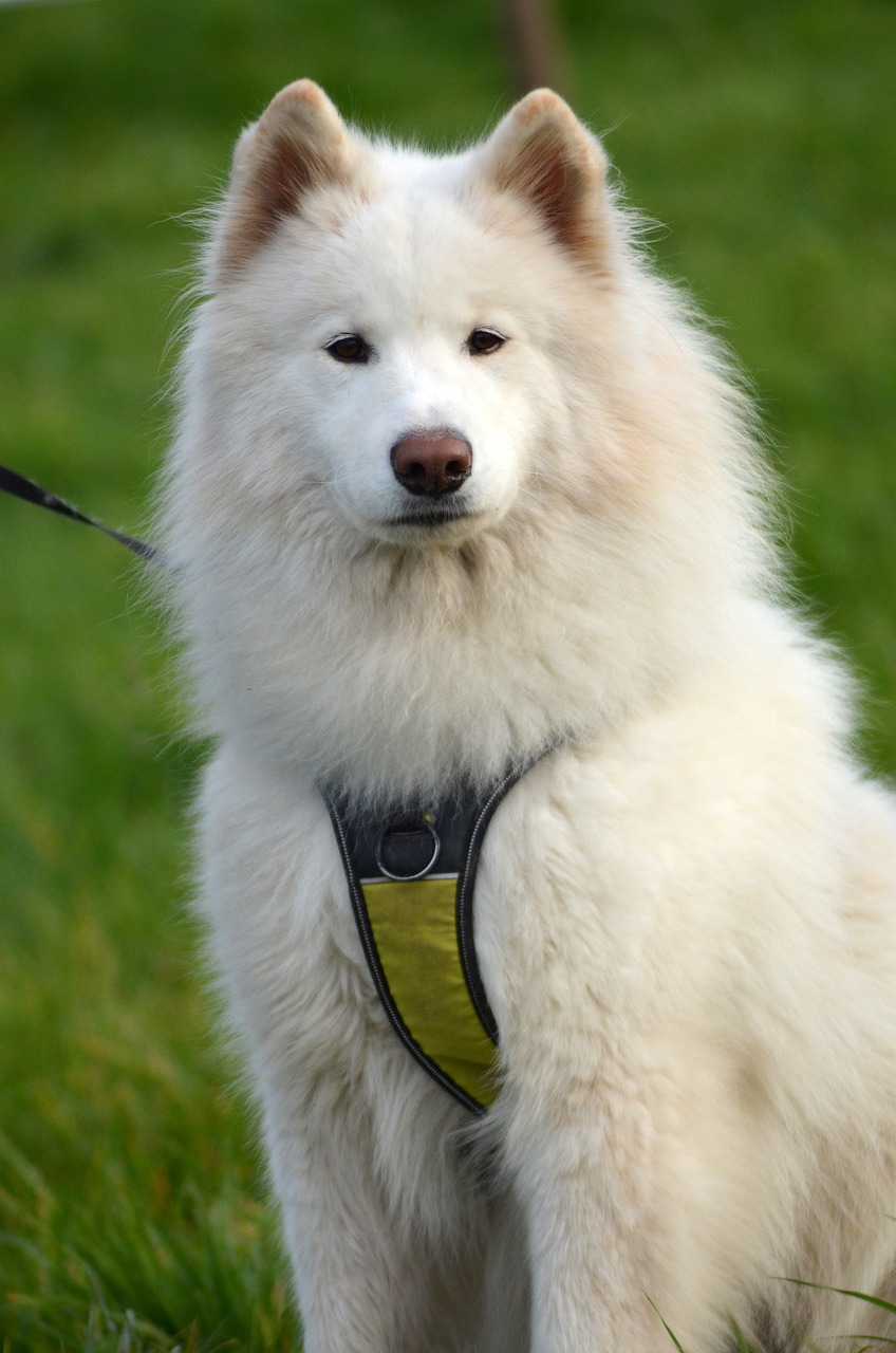 Samojedas,  Šunų Kinkinių,  Žiemos,  Sniego Šuo,  Augintiniai,  Kailiai,  Gyvūnų Portretas,  Mielas, Nemokamos Nuotraukos,  Nemokama Licenzija