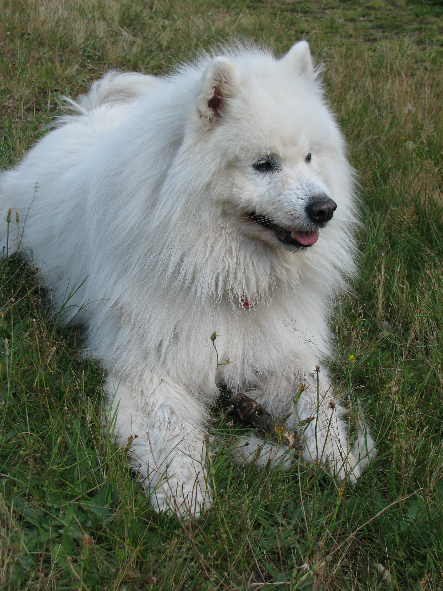 Samojedas,  Šuo,  Šunys,  Gyvūnas,  Naminis Gyvūnėlis,  Veislė,  Gražus,  Lauke,  Gulintis,  Gamta