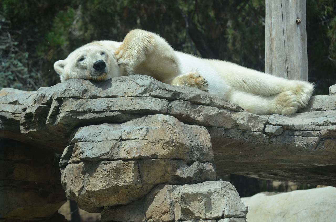 San Diego,  Zoo,  Baltoji Meška,  Žinduolis,  Gyvūnijos,  Gyvūnas, Nemokamos Nuotraukos,  Nemokama Licenzija