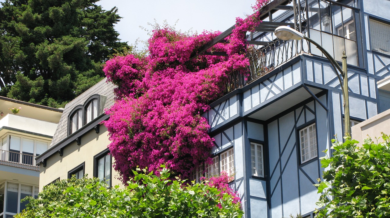 San Franciskas,  Rausvos Gėlės,  Lombard Street, Nemokamos Nuotraukos,  Nemokama Licenzija