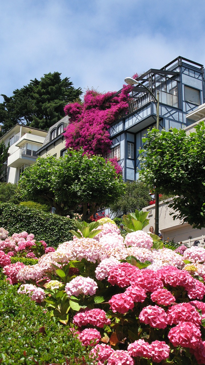 San Franciskas,  Rausvos Gėlės,  Lombard Street, Nemokamos Nuotraukos,  Nemokama Licenzija