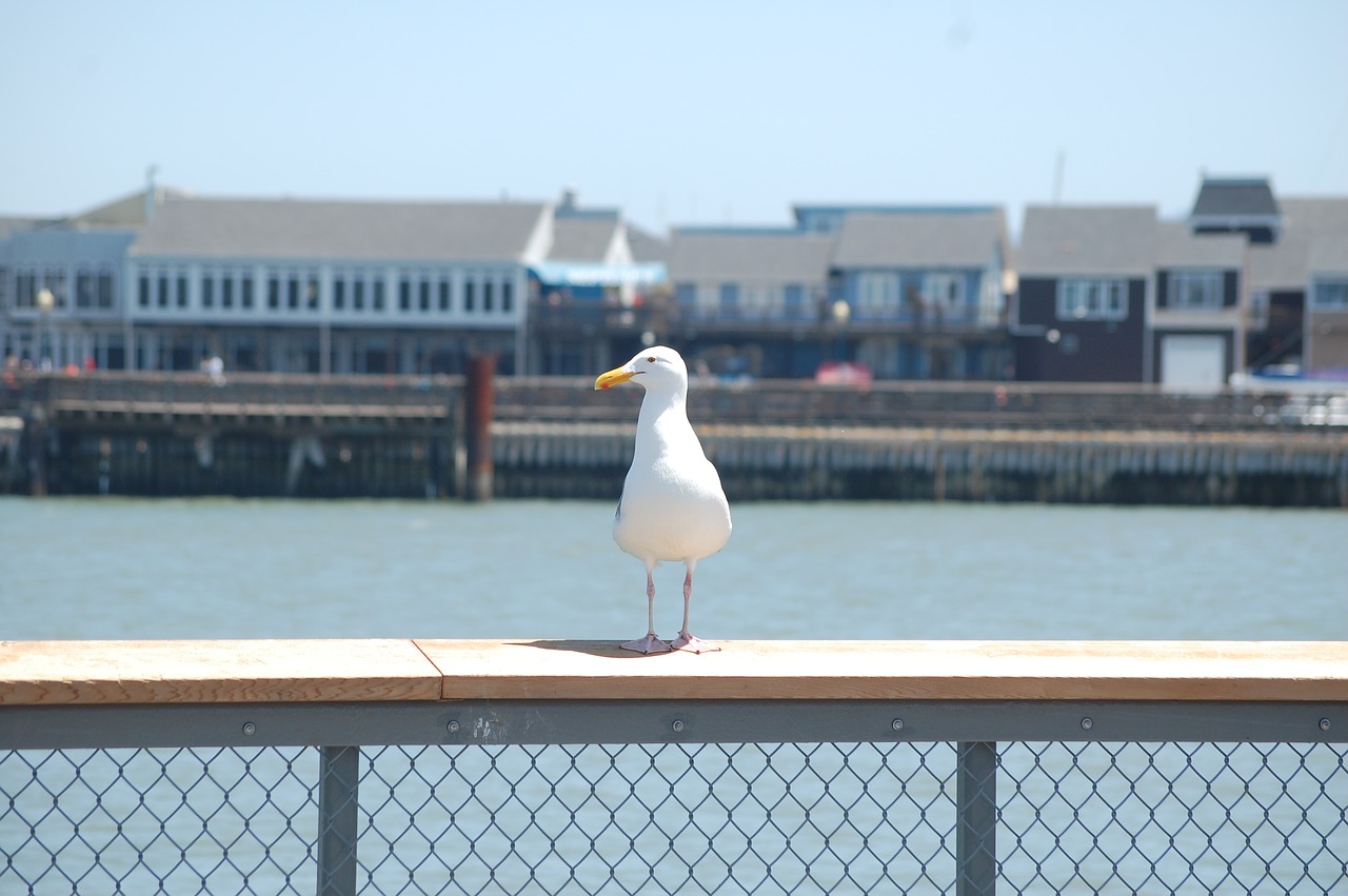 San Franciskas,  Pier,  Amerika,  Gamta, Nemokamos Nuotraukos,  Nemokama Licenzija